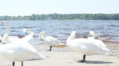 White swans on the riverside Vídeo Stock 5748875