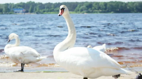 White swans on the riverside Vídeo Stock 5754088