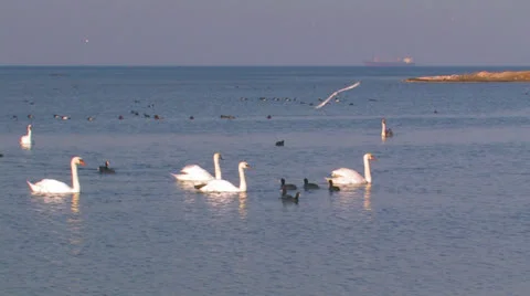 White swans in the sea. Stock Footage 27156896