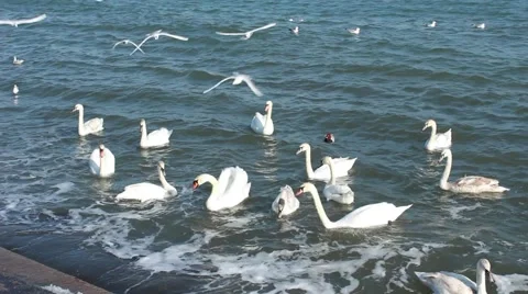 White swans in the sea Stock Footage 62854103