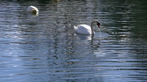 White swans on the small pond. Stock Footage 154179011