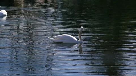White swans on the small pond. Stock Footage 154179125