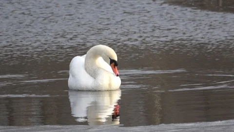 White swans on spring ice Stock Footage 125764196