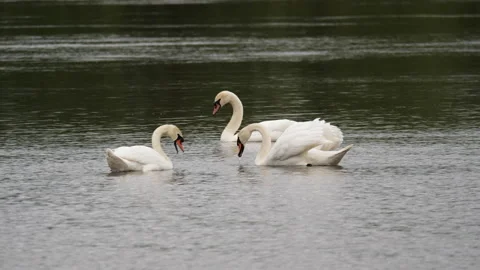 White swans on the spring river Stock Footage 168980279