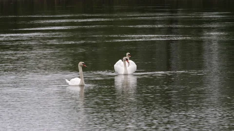 White swans on the spring river Stock Footage 168980375