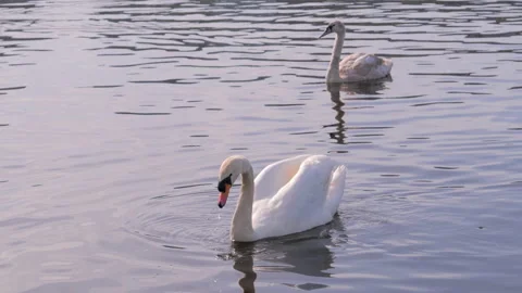 White swans on the surface of a pond Stock Footage 90458602