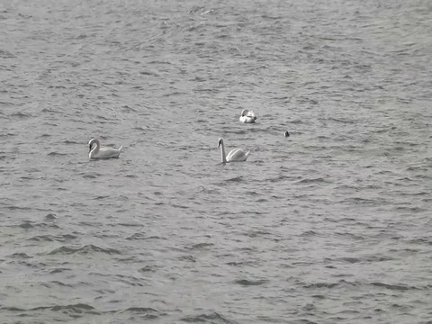White swans swim Stock Footage 121842763