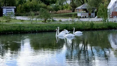 White swans swim in a pack and alone Stock Footage 80549933