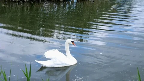 White swans swim in a pack and alone Stock Footage