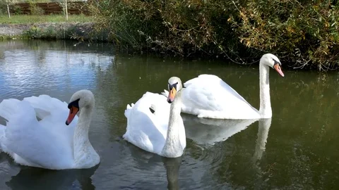 White swans swim in a pack and alone Stock Footage