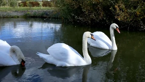 White swans swim in a pack and alone Stock Footage 80550015