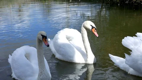 White swans swim in a pack and alone Stock Footage 80550070