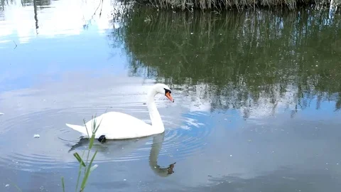 White swans swim in a pack and alone Stock Footage 80550074