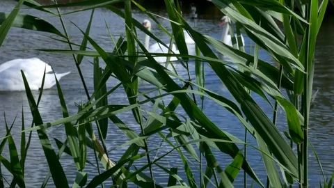 White swans swim in a pack and alone Stock Footage 80550078