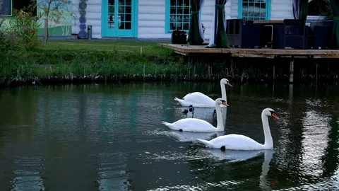 White swans swim in a pack and alone Stock Footage 80550081