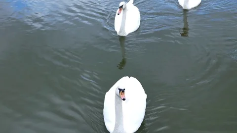 White swans swim in a pack and alone Stock Footage 80550093