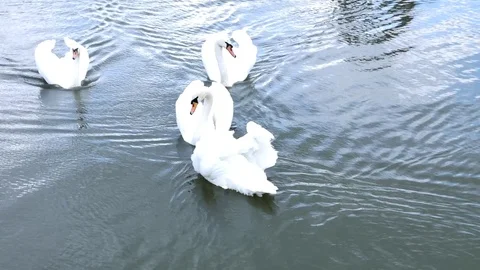 White swans swim in a pack and alone Stock Footage 80550103