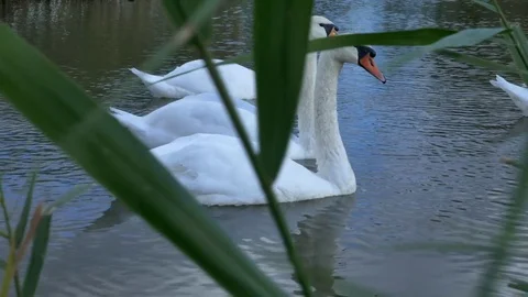 White swans swim in a pack and alone Stock Footage 80594460
