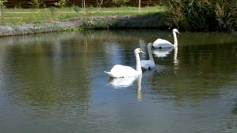 White swans swim in a pack and alone Stock Footage 80594494