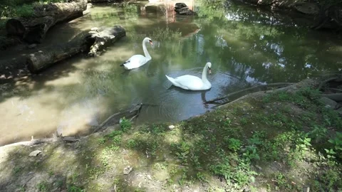 White swans swimming Stockbeeldmateriaal 138312473