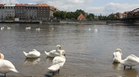 White swans swimming in the pond 8377 Stock Footage 31022553