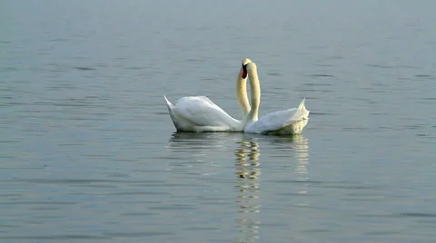 White swans on the water Stock Footage 32156834