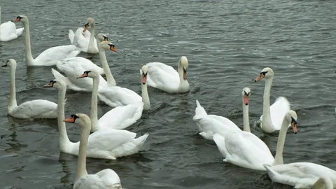 White swans on the water. Stock Footage 108436664
