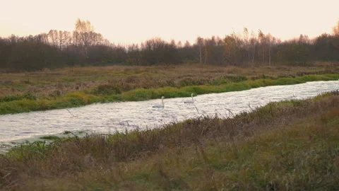 White Swans On The Water. At sunset Stock Footage 290022607
