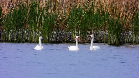 White swans in the wild Stock Footage 110902602