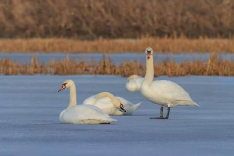 White swans in winter Stock Photos