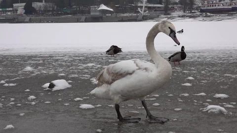 White swans in the winter pond Video stock 123517197