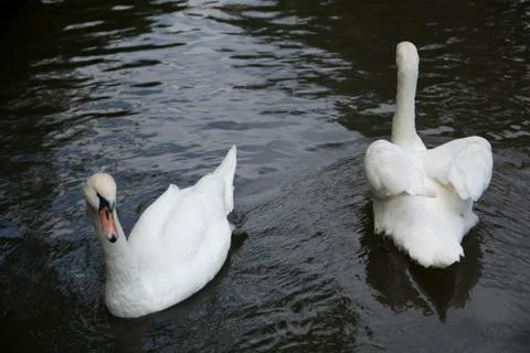 White swas Stock Photos