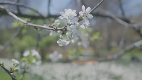White sweet cherry tree bloom in gentle wind Stock Footage 302586644