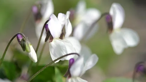 White sweet violet (Viola odorata) flowers blooming in spring sunlight Stock Footage 331715568