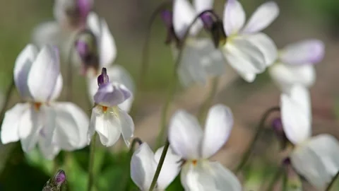 White sweet violet (Viola odorata) flowers blooming in spring sunlight Stock Footage 331715602