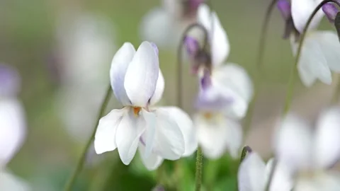 White sweet violet (Viola odorata) flowers blooming in spring sunlight Stock Footage 331715795