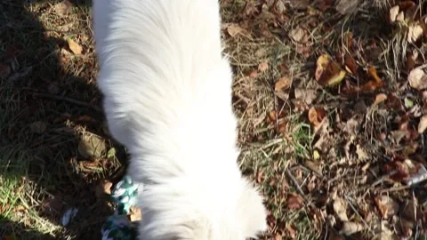 White swiss Shepard playing with rope in yard Stock Footage 165487830