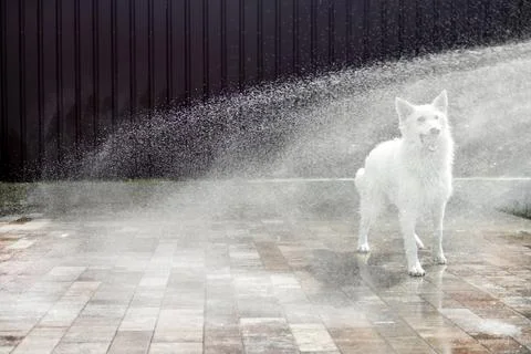 White Swiss Shepherd catches a stream from a hose on a hot summer day Foto stock