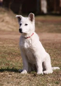 White swiss shepherd dog Stock Photos