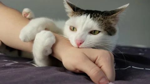 White tabby cat biting hand in the bed. Aggressive cat Stock Footage 170824679