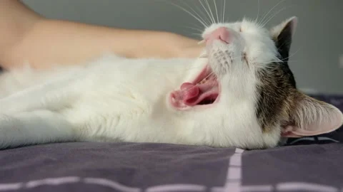 White tabby cat lying in the bed with woman Stock Footage 170824148
