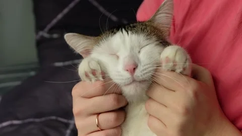 White tabby cat lying in the bed with woman Stock Footage 170824589