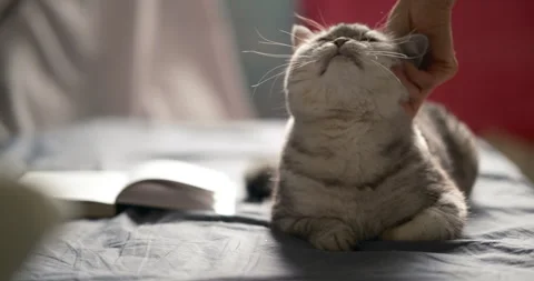 White tabby cat lying on a bed open book is blurred background Stock Footage 338398777