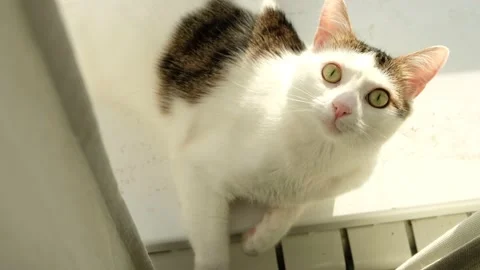 White tabby cat lying on the windowsill in the morning. White cat playing on sun Stock Footage 171013425