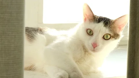 White tabby cat lying on the windowsill in the morning. White cat playing on sun Stock Footage 171013754