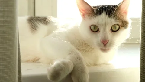 White tabby cat lying on the windowsill in the morning. White cat playing on sun Stock Footage 171015159