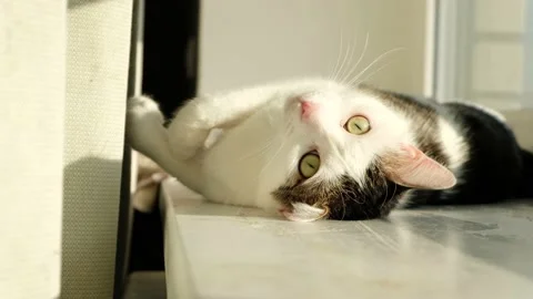 White tabby cat lying on the windowsill in the morning. White cat playing on sun Stock Footage 171015550