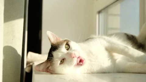 White tabby cat lying on the windowsill in the morning. White cat playing on sun Stock Footage 171015917