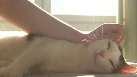 White tabby cat playing with hand on a bed Stock Footage 171071966