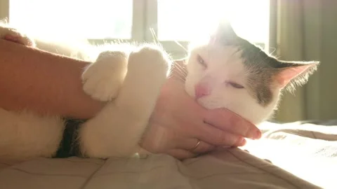White tabby cat playing with hand on a bed Stock Footage 171072069